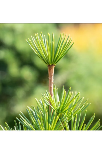 Sciadopitys verticillata